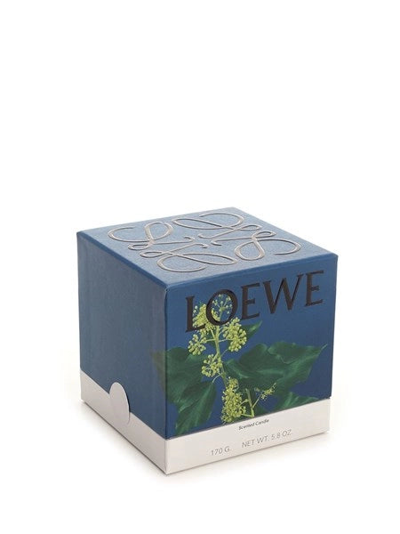 Candela piccola Ivy